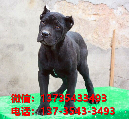 上海犬舍出售纯种卡斯罗犬 卡斯罗价格 哪里有