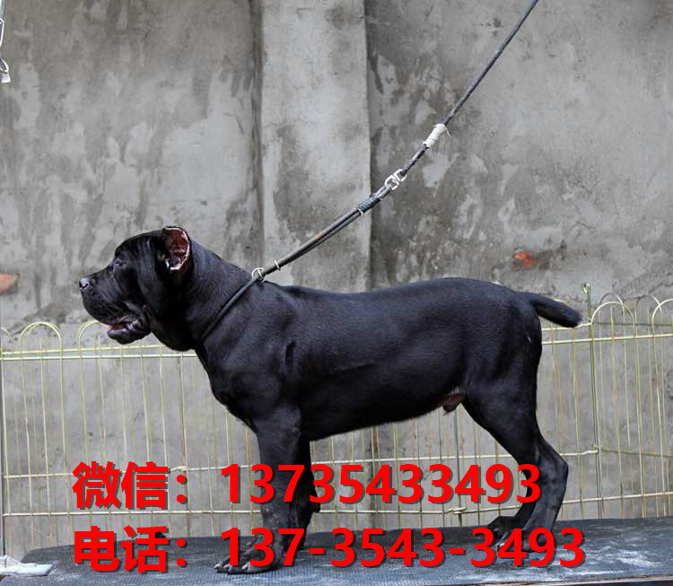 红河宠物狗狗犬舍出售纯种卡斯罗犬哪里有狗市场在哪卖狗健康狗狗
