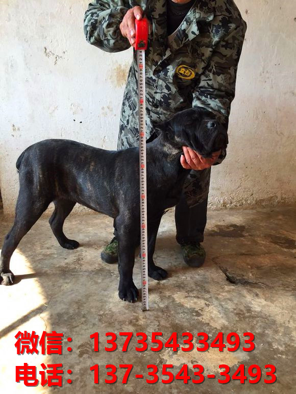 晋中宠物狗狗犬舍出售纯种卡斯罗犬哪里有狗市