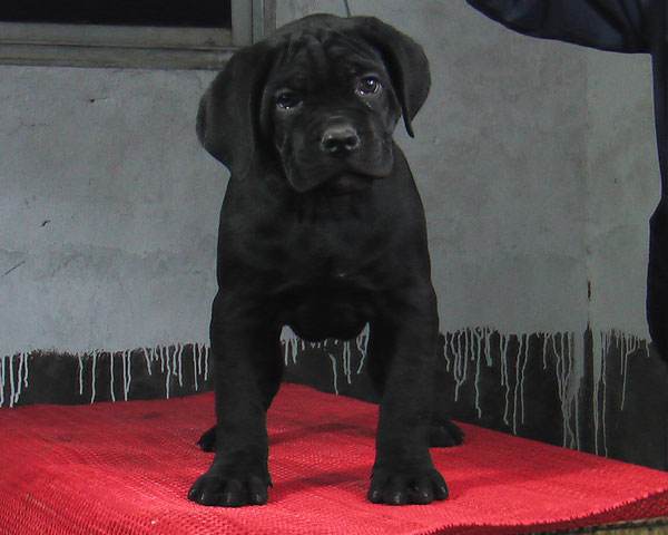 六盘水哪里买卡斯罗 养犬基地出售卡斯罗