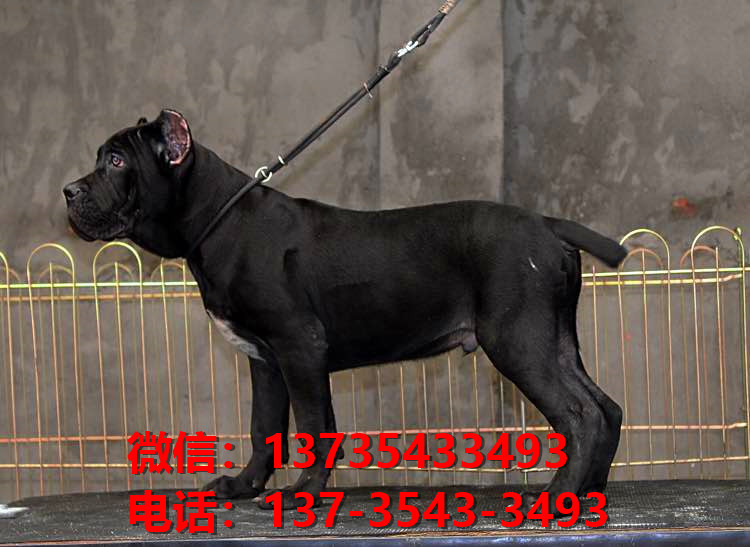 红河宠物狗狗犬舍出售纯种卡斯罗犬哪里有狗市场在哪卖狗健康狗狗