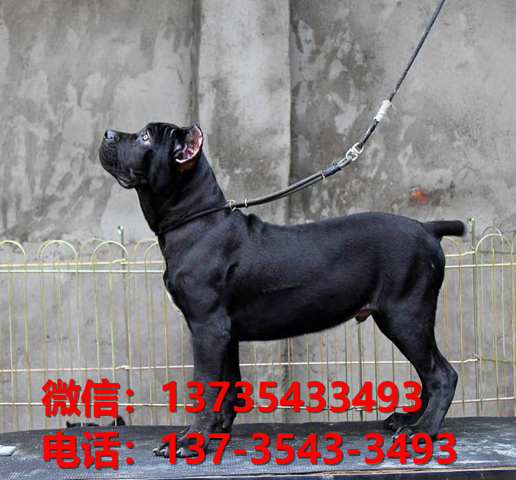 红河宠物狗狗犬舍出售纯种卡斯罗犬哪里有狗市