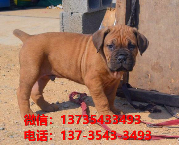 临沂宠物狗狗犬舍出售纯种卡斯罗犬哪里有狗市场在哪卖狗健康狗狗