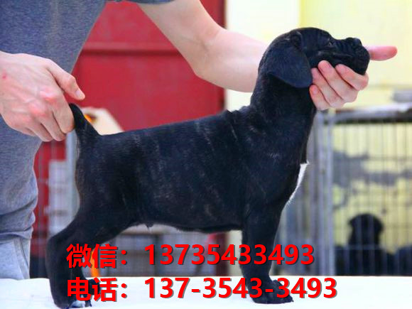 陕西西安犬舍出售纯种卡斯罗犬 卡斯罗价格 哪