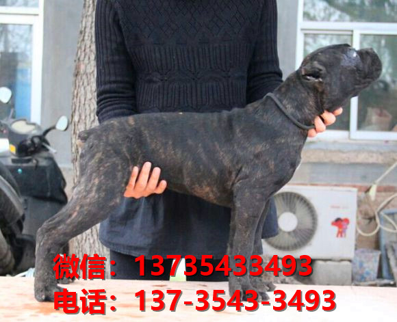 安庆宠物狗狗犬舍出售纯种卡斯罗犬哪里有狗市场在哪卖狗健康狗狗