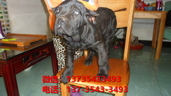 天津宠物狗狗犬舍出售纯种卡斯罗犬哪里有狗市场在哪卖狗健康狗狗