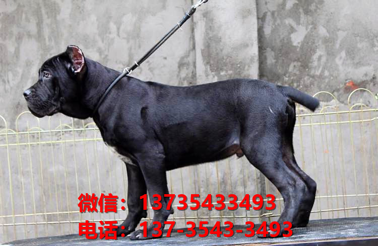 陕西西安犬舍出售纯种卡斯罗犬 卡斯罗价格 哪里有正宗卡斯罗狗仔出售