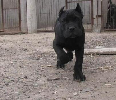 曲靖马龙附近哪里有狗场马龙狗场常年卖卡斯罗