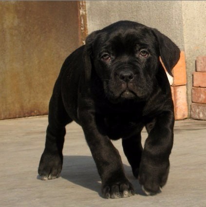 海口买卡斯罗到哪里买 大型养犬基地出售卡斯