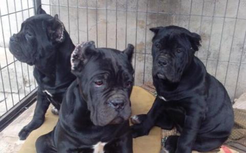 拉萨买卡斯罗 狗场出售精品卡斯罗幼犬