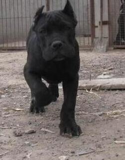 红河州建水哪里有卡斯罗卖狗场常年卖卡斯罗