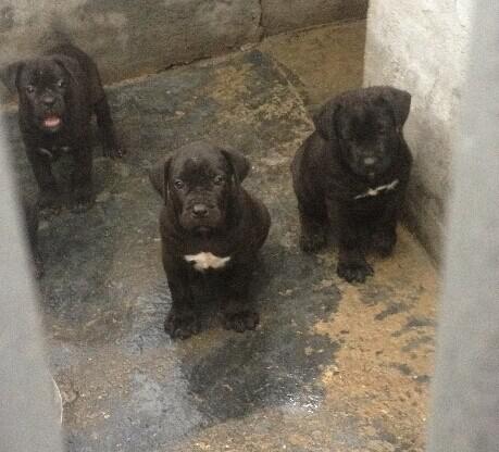 海南买卡斯罗 ?？诼蚩ㄋ孤?犬场卡斯罗出售