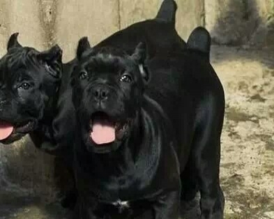  三亚买狗 三亚买卡斯罗 狗场漂亮卡斯罗出售