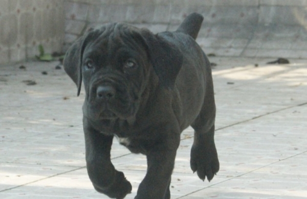 达州买大型犬 达州买卡斯罗 达州养犬场