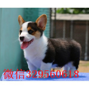 绥化出售纯种柯基犬 三色柯基多少钱一只 短腿