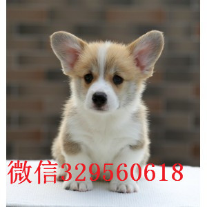 益阳哪里出售纯种柯基犬双色柯基 三色柯基柯