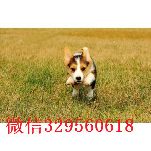 东营哪里能买到短腿柯基柯基多少钱柯基价格