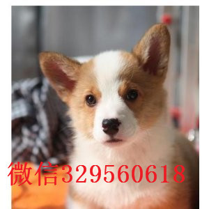 白山哪里出售纯种柯基犬柯基幼犬出售中犬舍直