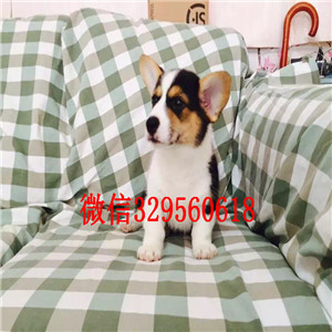 抚顺哪里出售纯种柯基犬柯基犬舍犬舍直销柯基