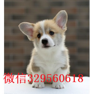 濮阳出售纯种柯基犬双色柯基 三色柯基精品柯