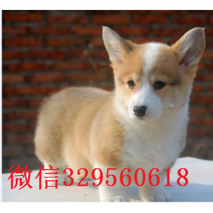 聊城哪里出售纯种柯基犬高品质柯基幼犬精品柯基柯基图片