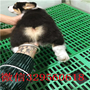 沈阳出售纯种柯基犬短腿柯基柯基多少钱双色柯