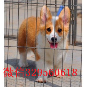 泰安哪里能买到双色柯基 三色柯基疫苗齐全 包