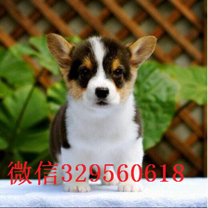 朝阳哪里能买到柯基犬舍犬舍直销柯基柯基狗场