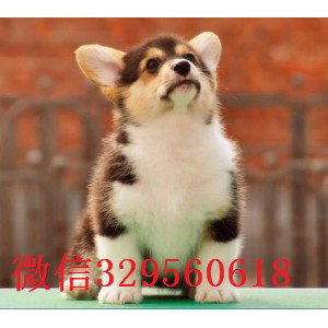 鹤岗哪里出售纯种柯基犬柯基幼犬出售中疫苗齐