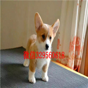 绥化哪里能买到柯基犬舍疫苗齐全 包健康柯基