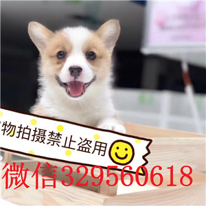 聊城哪有卖柯基犬 柯基能长多大 柯基多少钱 