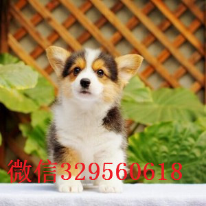 聊城哪里出售纯种柯基犬高品质柯基幼犬精品柯基柯基图片