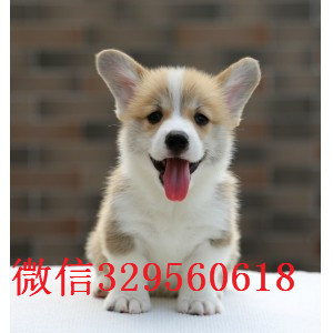 吉安哪里出售纯种柯基犬柯基犬舍精品柯基柯基