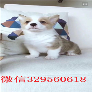 新余出售纯种柯基犬柯基幼犬出售中犬舍直销柯