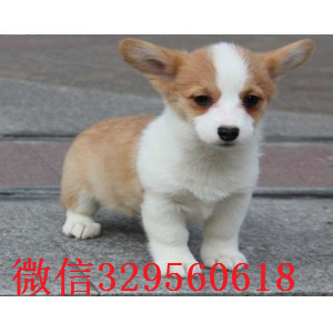 长治哪里出售纯种柯基犬高品质柯基幼犬精品柯