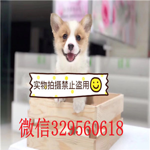 永州哪里出售纯种柯基犬柯基幼犬出售中犬舍直