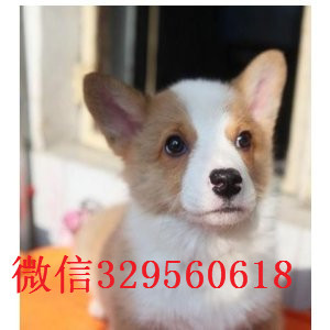 黑河哪里能买到双色柯基 三色柯基柯基多少钱