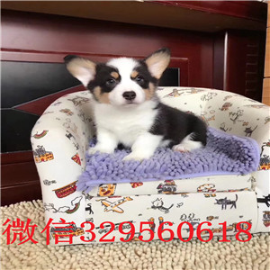 怀化哪里出售纯种柯基犬柯基犬舍犬舍直销柯基