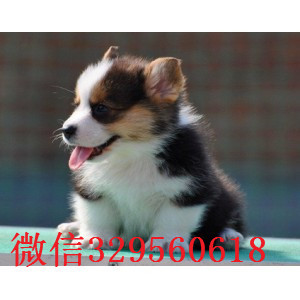 怒江柯基价格双色柯基精品柯基犬可爱的柯基犬