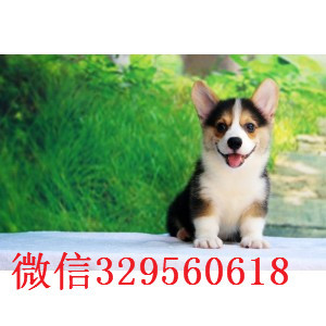 果洛州出售三色柯基出售纯种柯基可爱的柯基犬