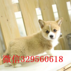 海南州柯基价格三色柯基精品柯基犬双血统赛级