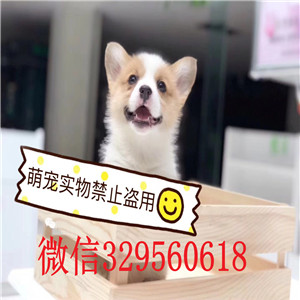  濮阳哪里有卖柯基犬 双色三色柯基幼犬多少钱