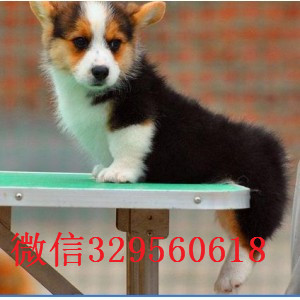 驻马店哪里有柯基幼犬出售 纯种健康的双色柯基三色柯基多少钱 柯基哪里的好