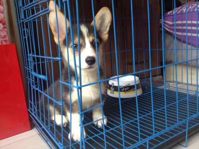 重庆哪里有卖纯种柯基犬的重庆柯基多少钱一只