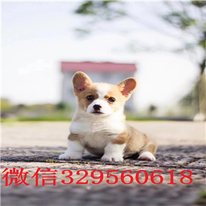 驻马店哪里有柯基幼犬出售 纯种健康的双色柯基三色柯基多少钱 柯基哪里的好