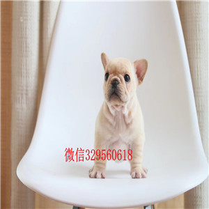 沈阳柯基幼犬出售纯种柯基犬纯种小短腿个性柯