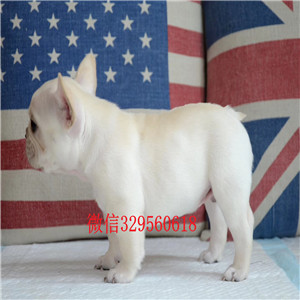 北?？禄兹鍪廴禄恐中《掏雀鲂钥? width=80px height=80px /></div><div   id=