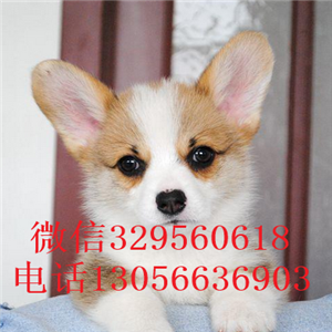 合肥 出售柯基犬、短腿萌犬柯基、家养健康纯