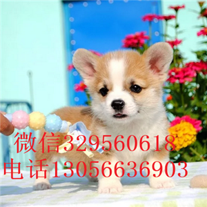 濮阳柯基幼犬出售纯种柯基犬双血统柯基犬威尔士三色柯基犬