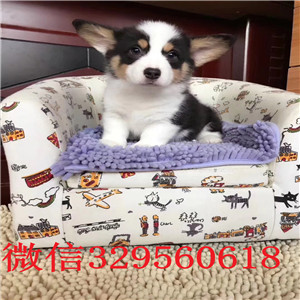 平凉哪里出售威尔士柯基幼犬带证书柯基犬柯基